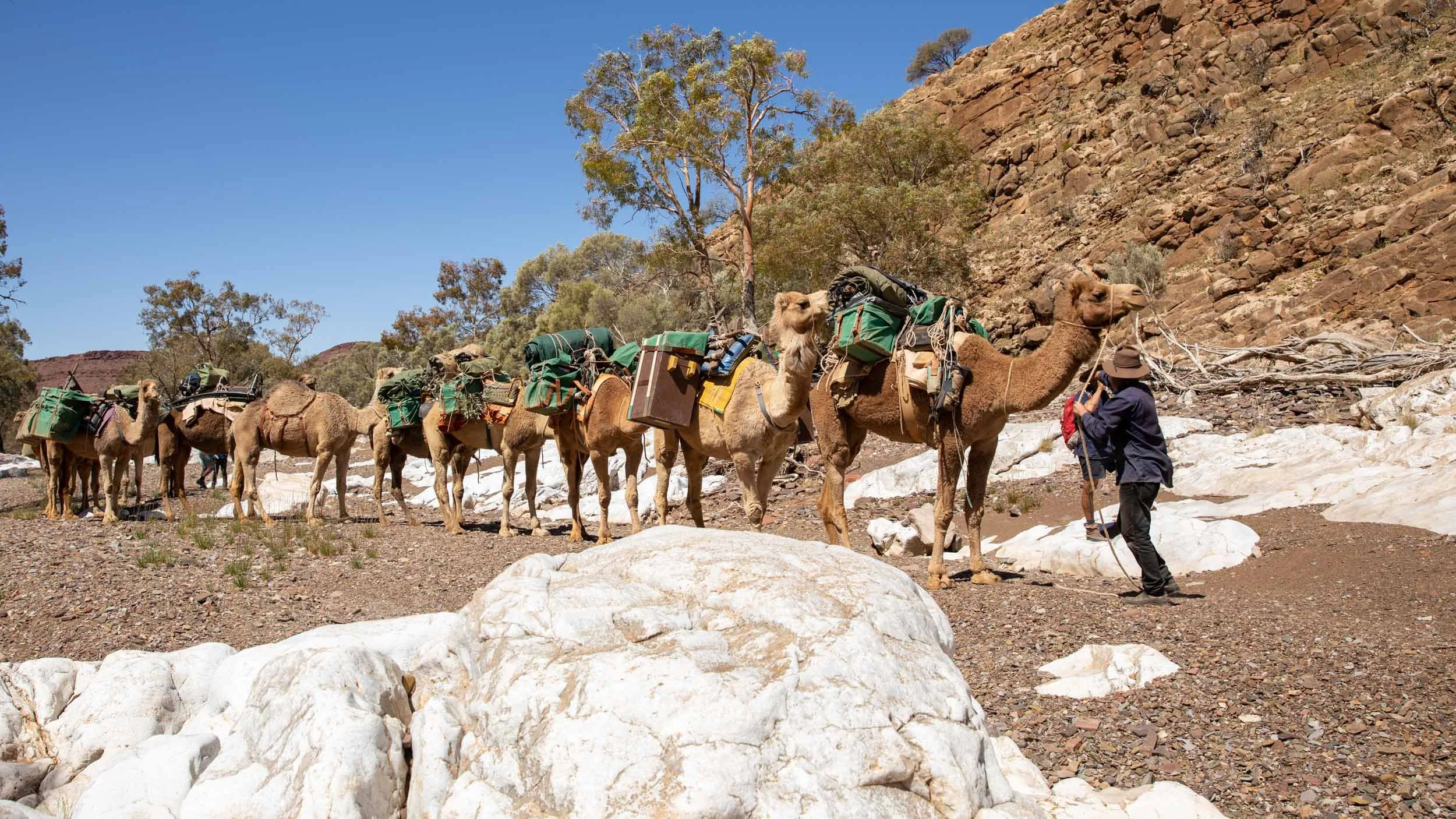 Flinders Camels Walking (8).jpg