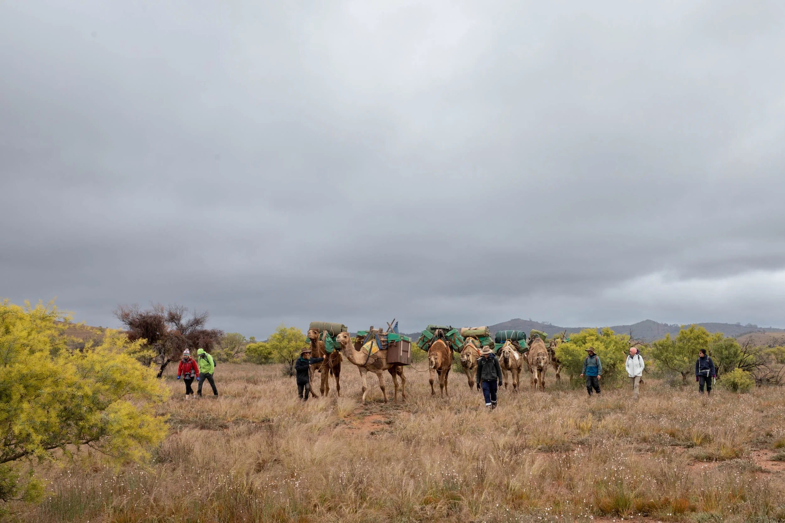 Flinders Camels Walking (108).jpg