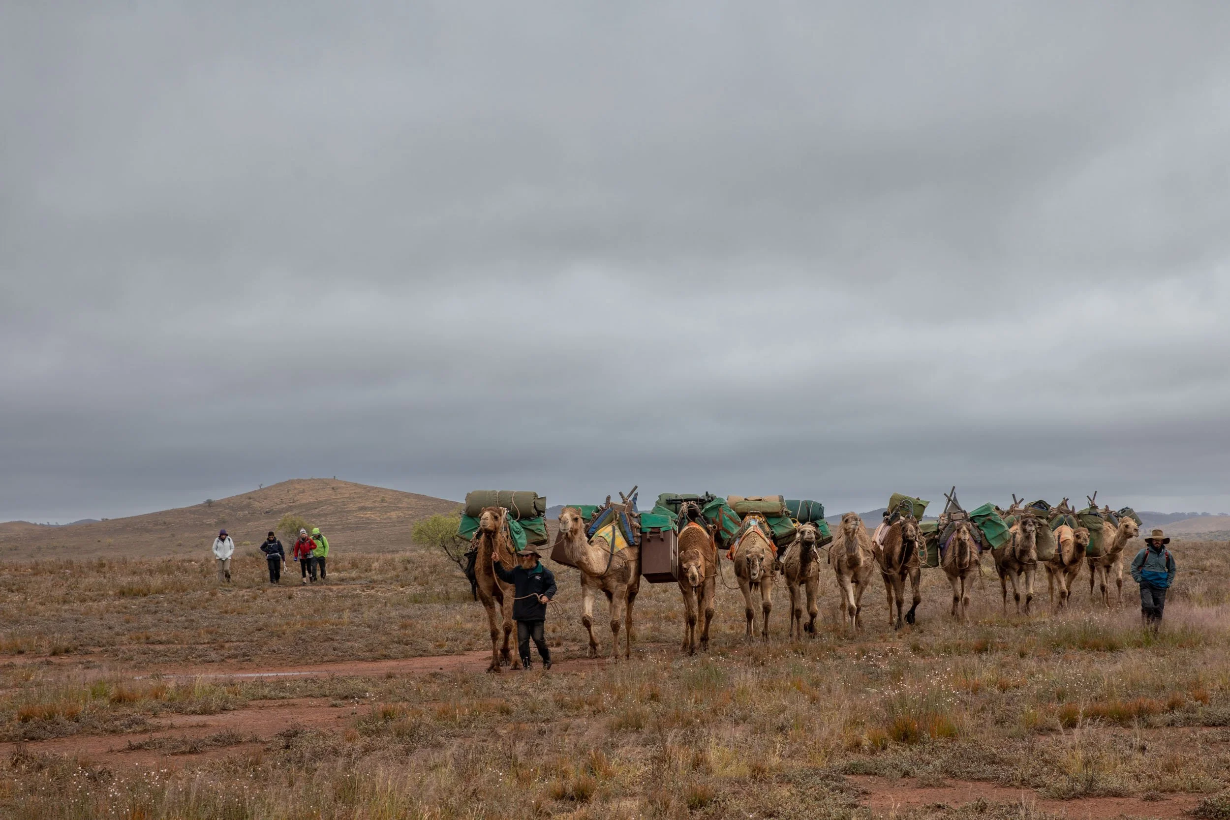 Flinders Camels Walking (113).jpg