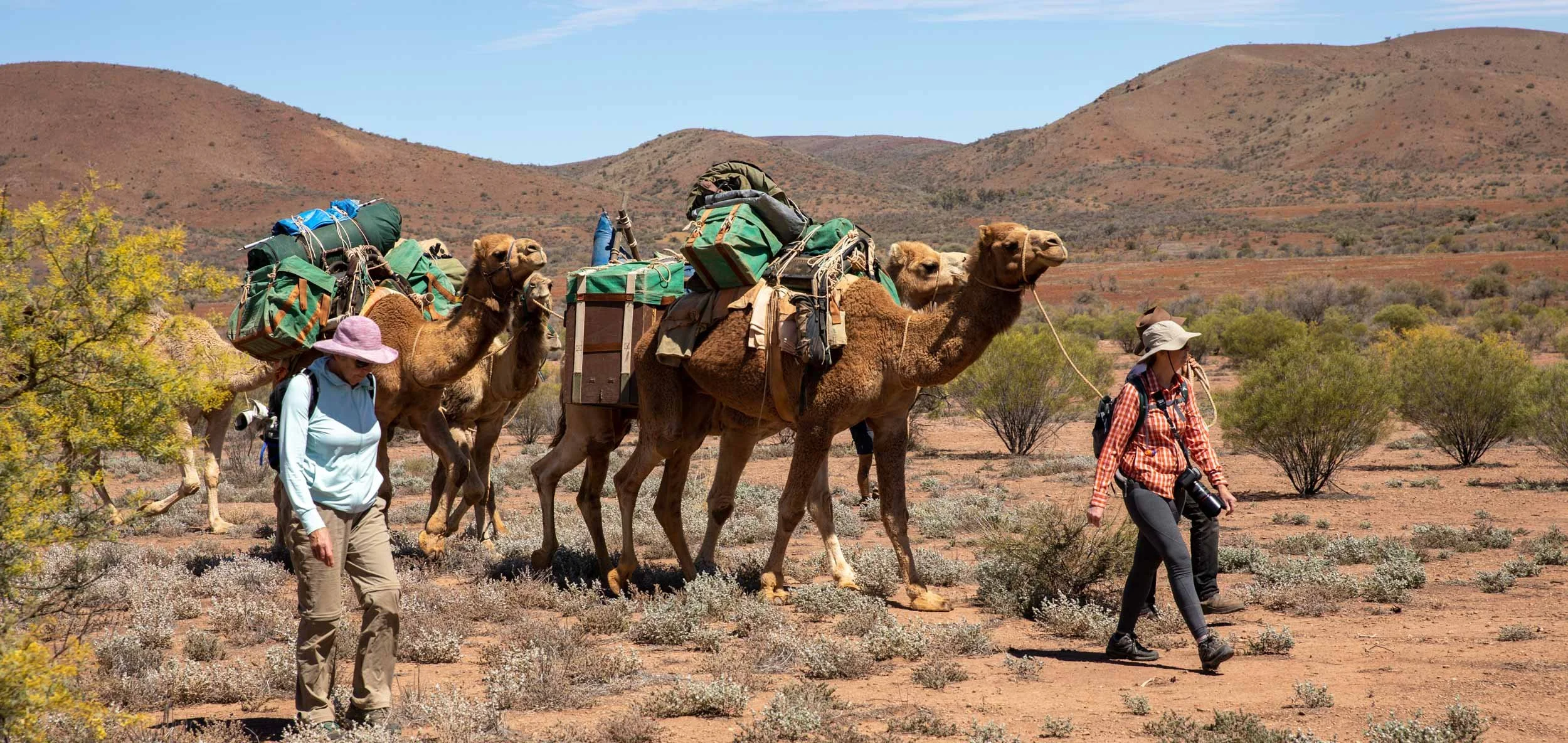 Flinders and Beyond Camel Treks