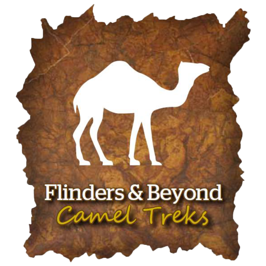 Flinders and Beyond Camel Treks