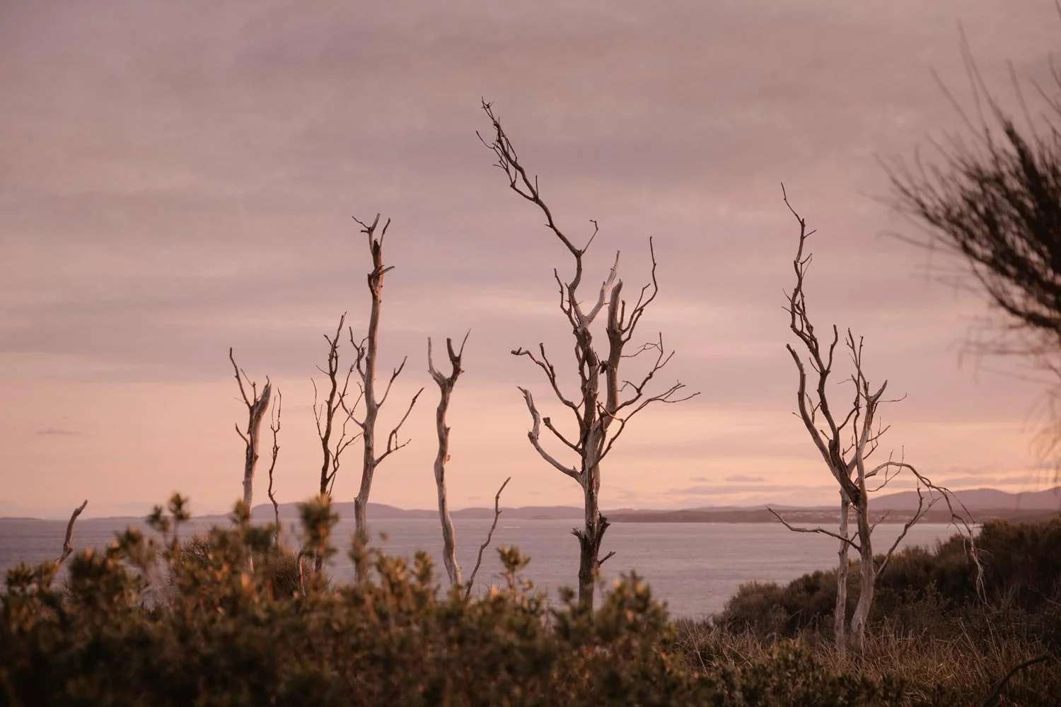 Bare, leafless trees along the South Coast NSW shoreline at sunset with a pinkish sky.
