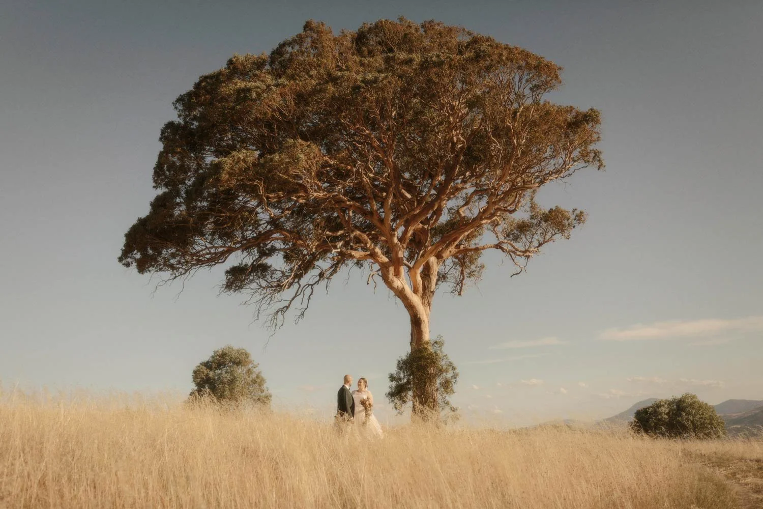 A couple in wedding attire standing close together under a large solitary tree in a grassy field with mountains in the background, during their adventure elopement wedding in Canberra by Wander & Be.
