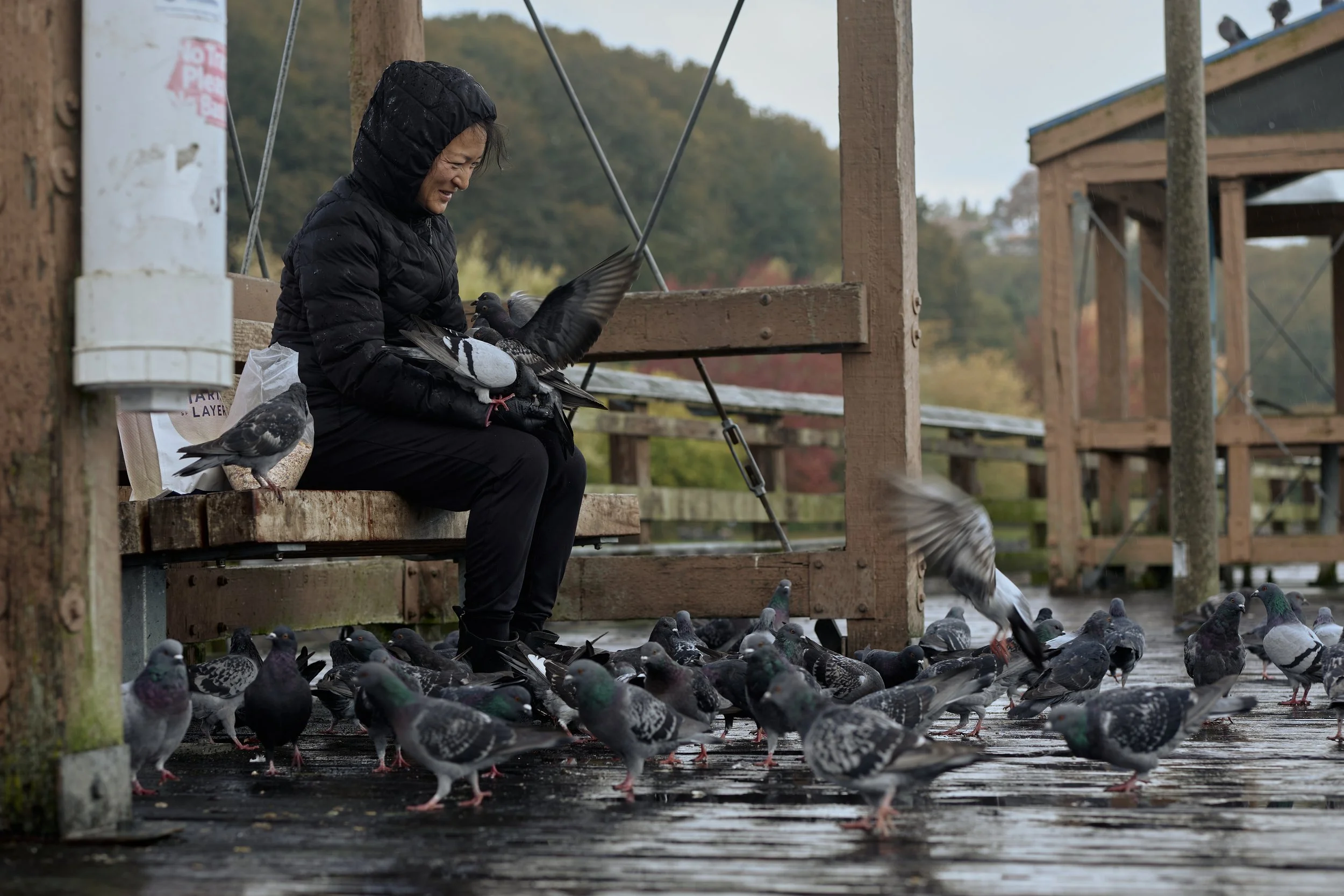 She told me how she had been helping them by, not just feeding them, but untangling them from leftover fishing line that remained on the pier. They actively get their feet tangled, lose circulation, and eventually limbs. She pointed to one that was h