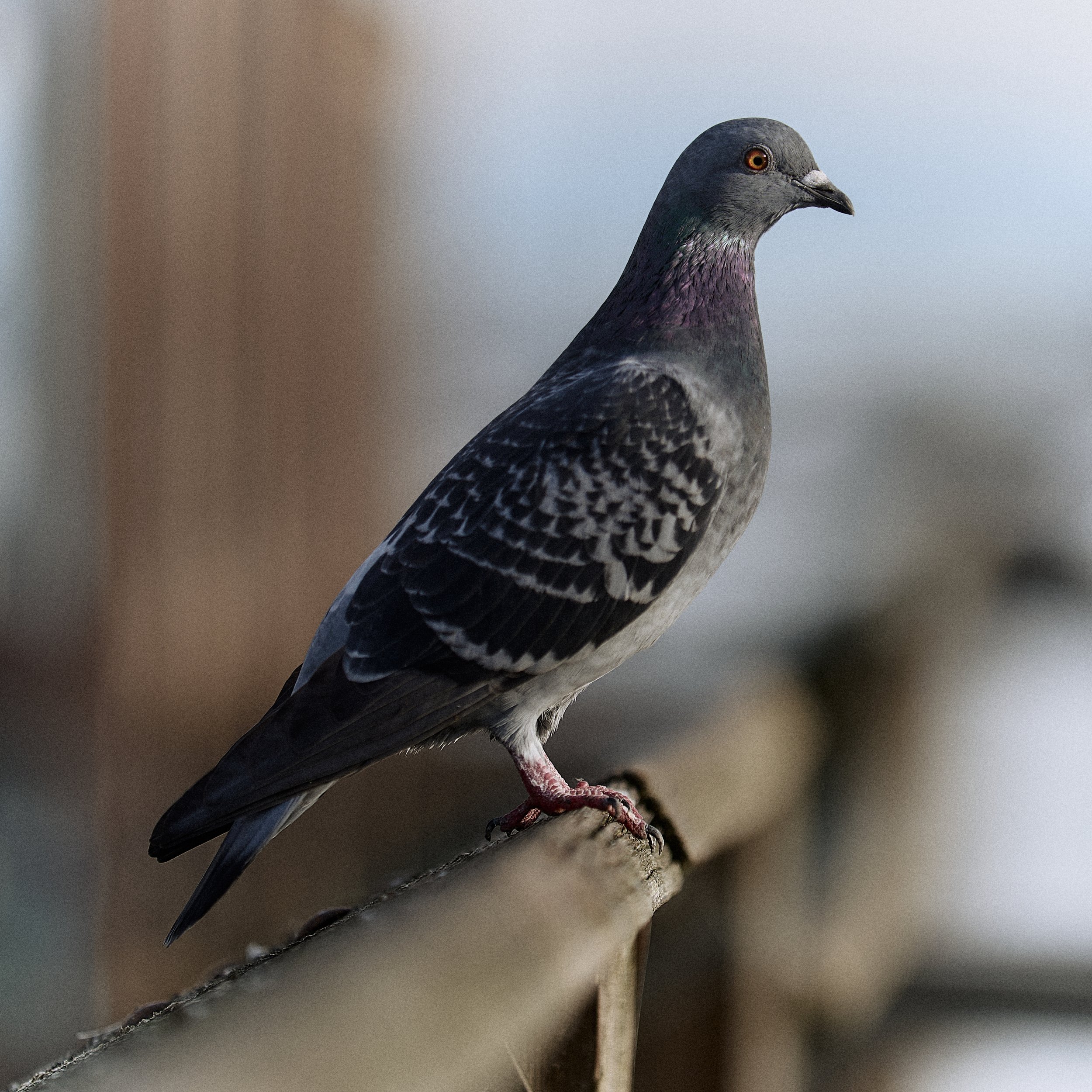 I personally hadn't noticed how differently some pigeons act from one another, at least on the pier. 