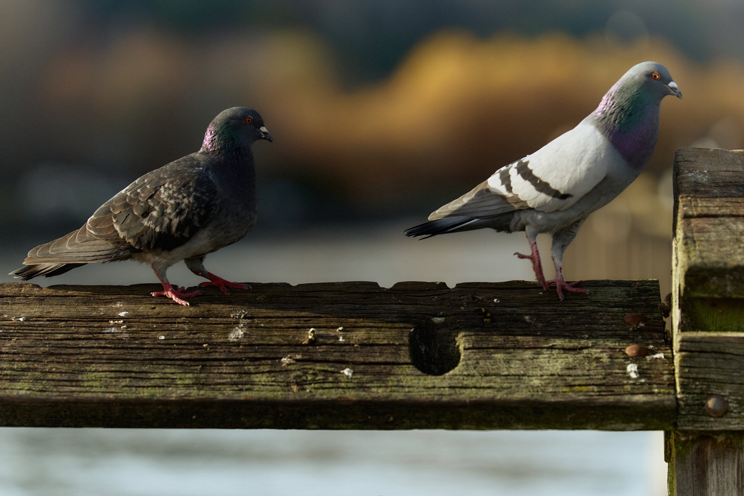 Others are looking for attention, if you get what I'm saying