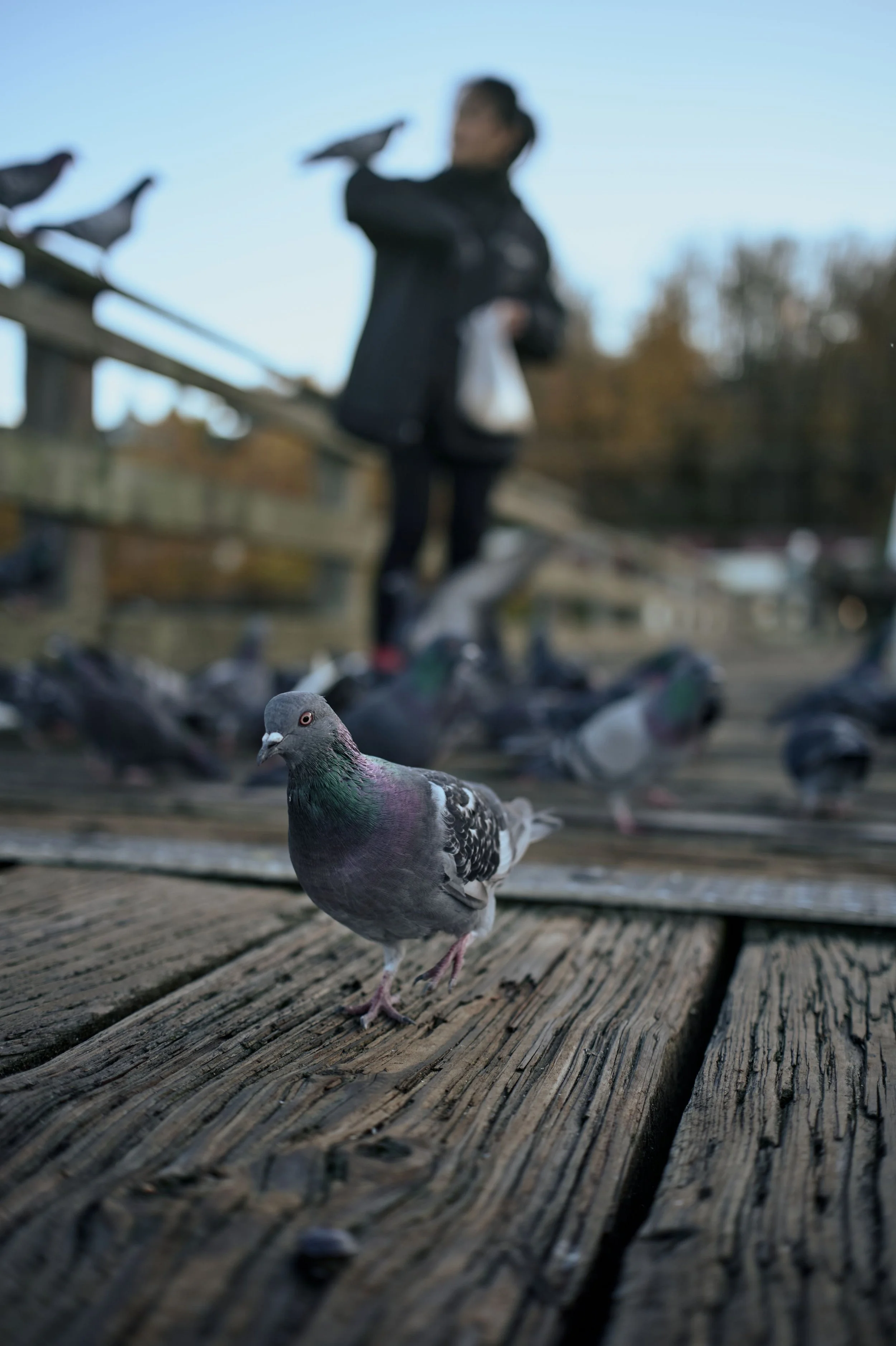 But to help living things you need to make them feel safe. So, she feeds them. Then they allow themselves to be untangled