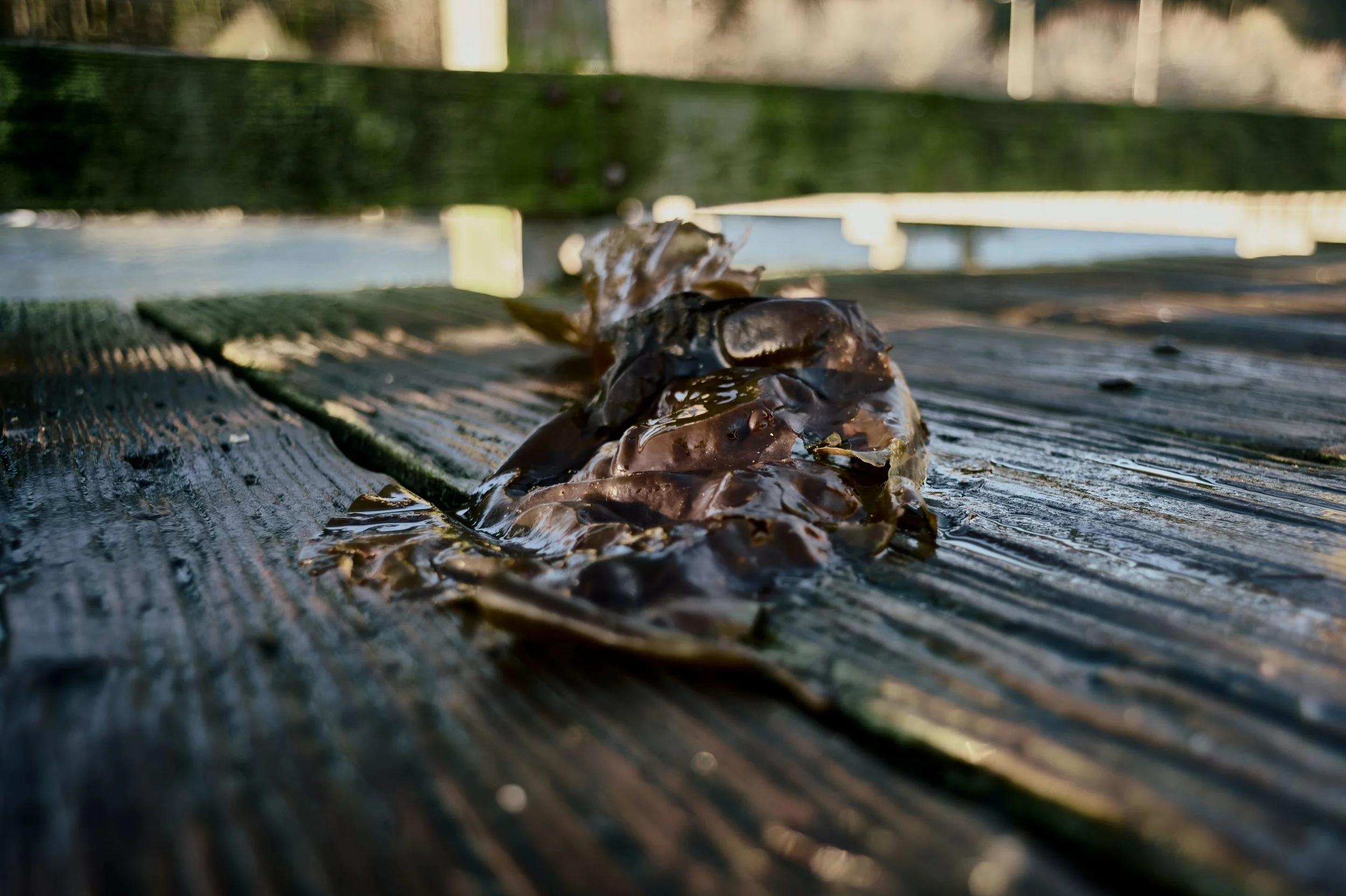 What is that? No, really, what is that?