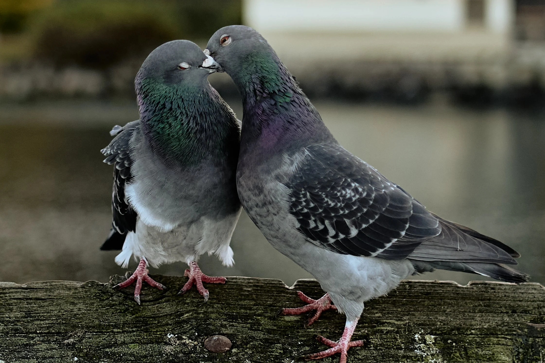 For the first few months, I hadn't noticed the nest underneath the pier, but it makes sense. Hey, y'all, they make that good love!