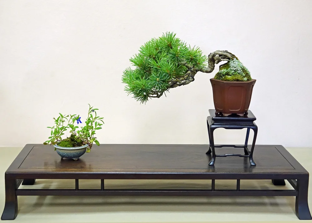 Sei Boku Bonsai Kai  San Mateo Garden Center
