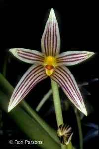 Peninsula Orchid Society Auction