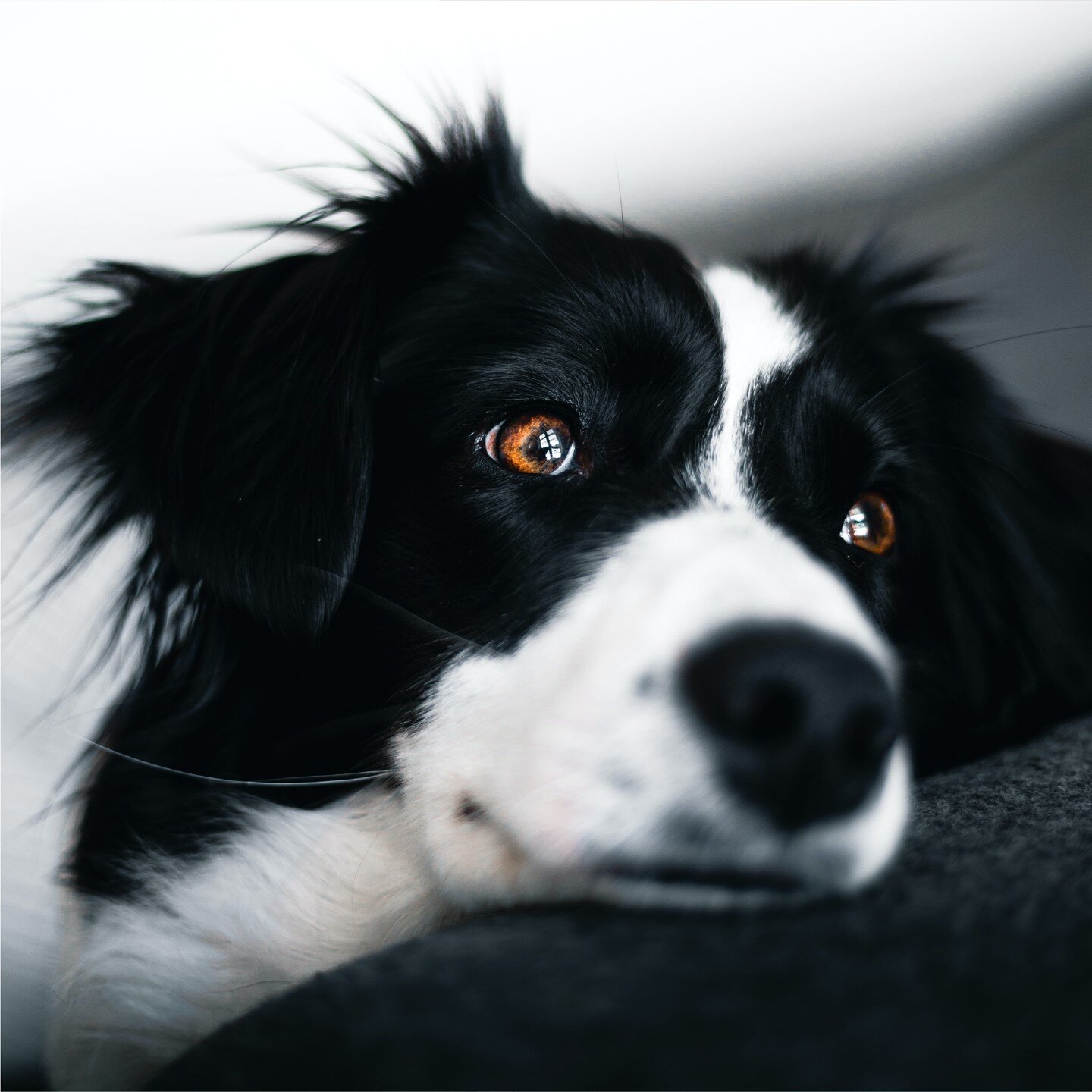 Davon hat auch euer Hund getr&auml;umt: Stressfreie Tierarztbesuche! Bei Versp&auml;tungen oder Termin&auml;nderungen bekommt ihr Push-Benachrichtungen um lange Wartezeiten zu vermeiden. Und wenn doch mal kurz dauert, haben wir unsere Wartezimmer so 