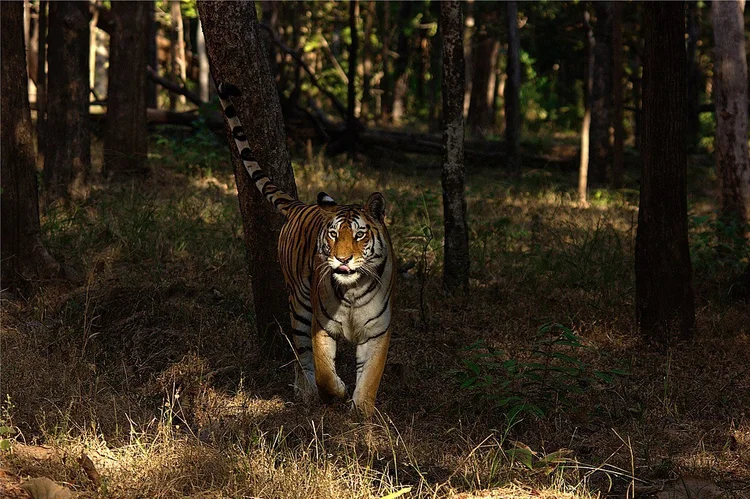 1200px-Collarwali_Tigress_of_Pench.jpeg