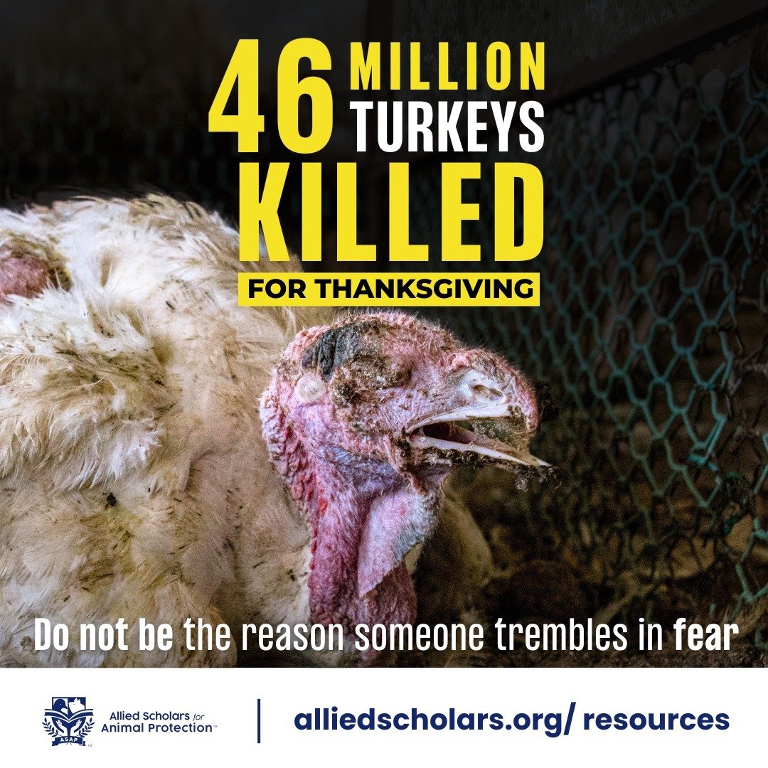 This Thanksgiving, think of all the basic comforts that have been denied to the billions of animals with whom we share this planet. The breeding, confinement, torture and slaughter of our fellow creatures is an atrocity of truly unimaginable proporti