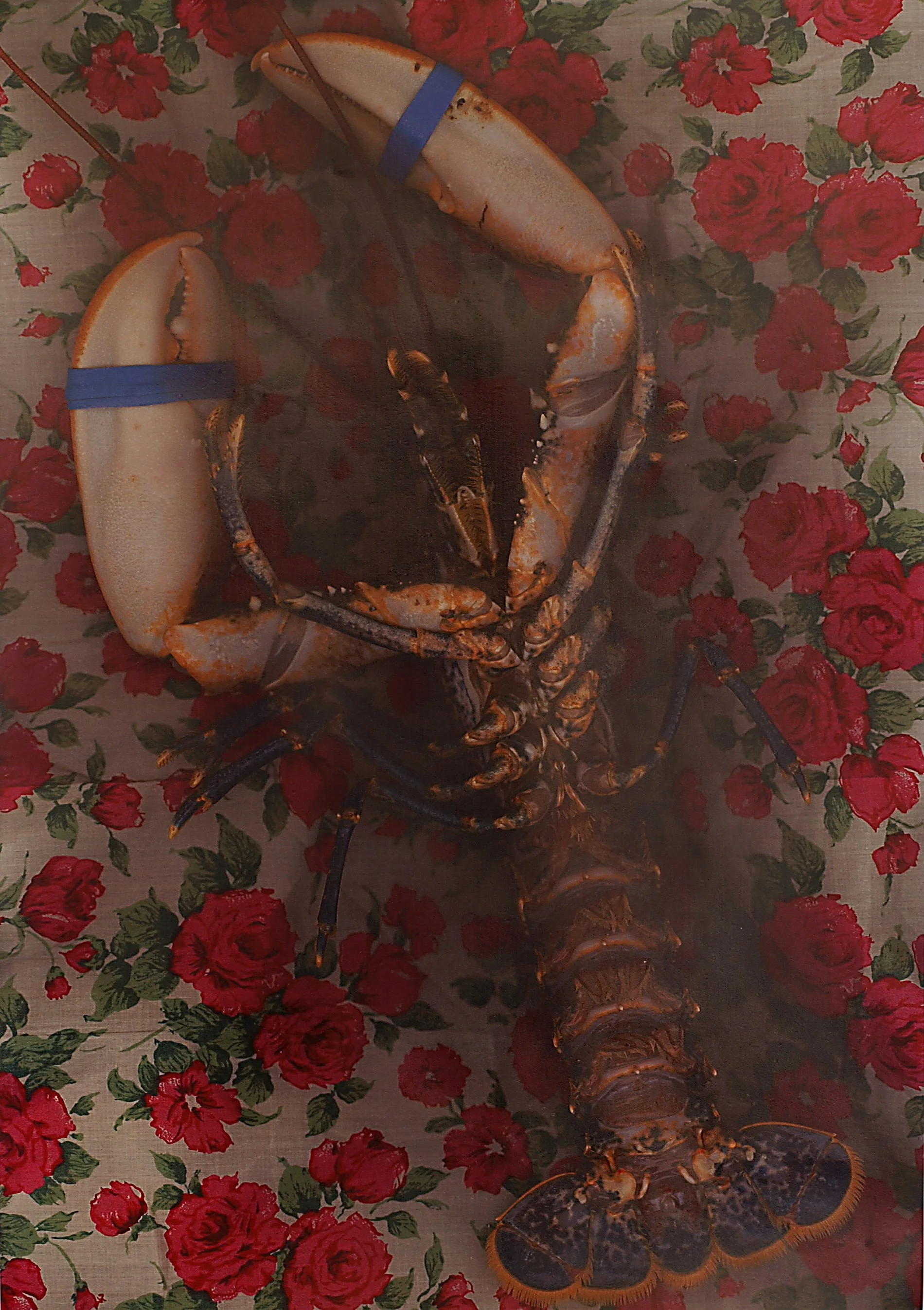 HOMARD A LA MODE DU PERCHE.jpg