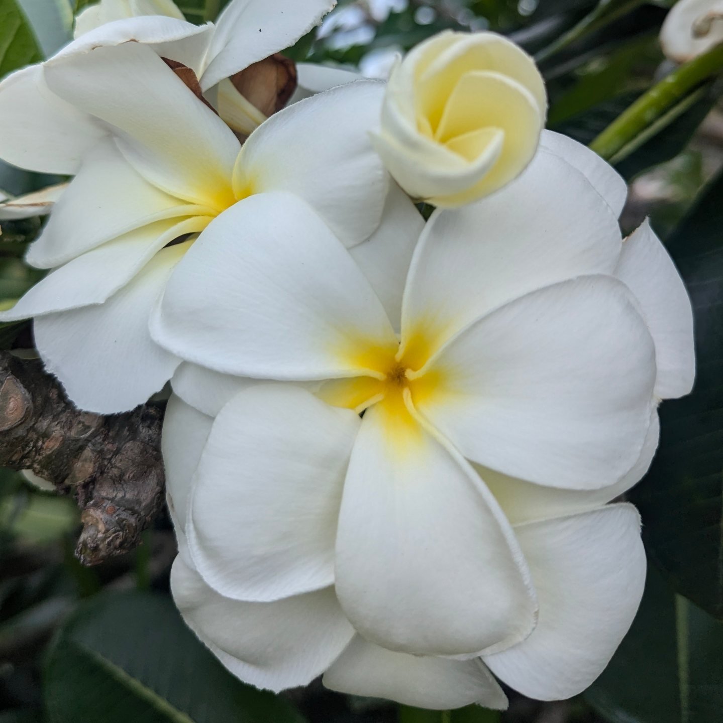 Frangipani is a pretty plant ruled by Venus. It  reminds me of relaxation and beautiful beaches, with its gorgeous tropical scent. I took this photo in Fiji in the northern Yasawa Islands recently, on the last leg of my big adventure.
I can't believe