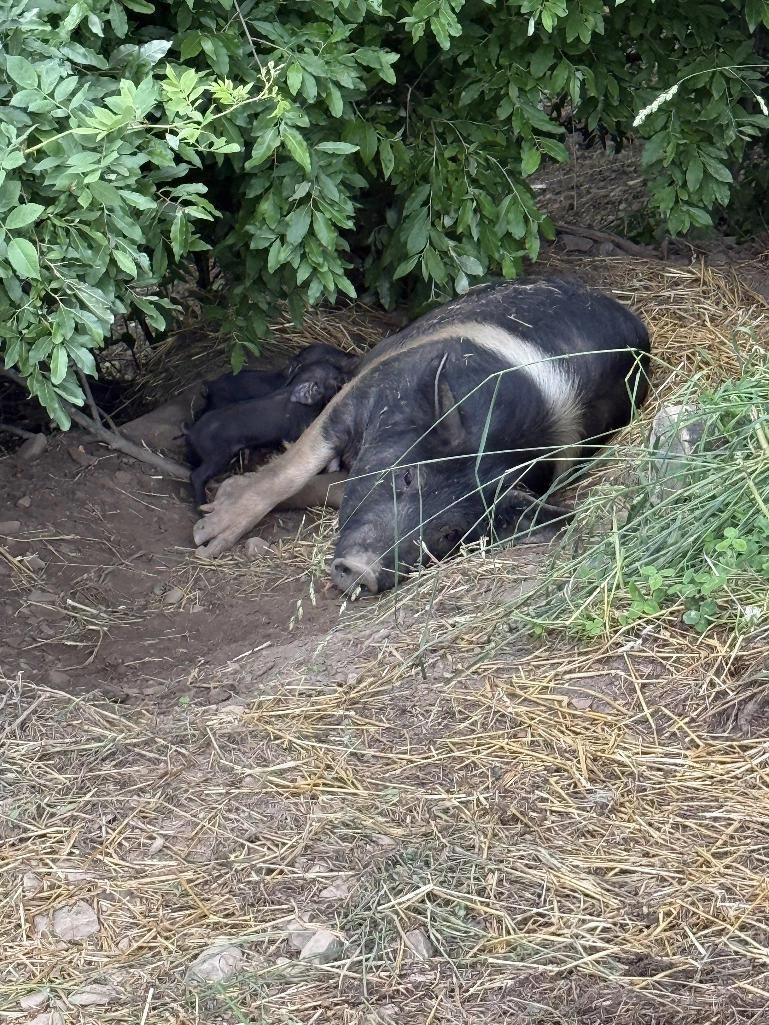 A black pig with a white stripe on its back lying on the ground under green bushes, with piglets nursing.