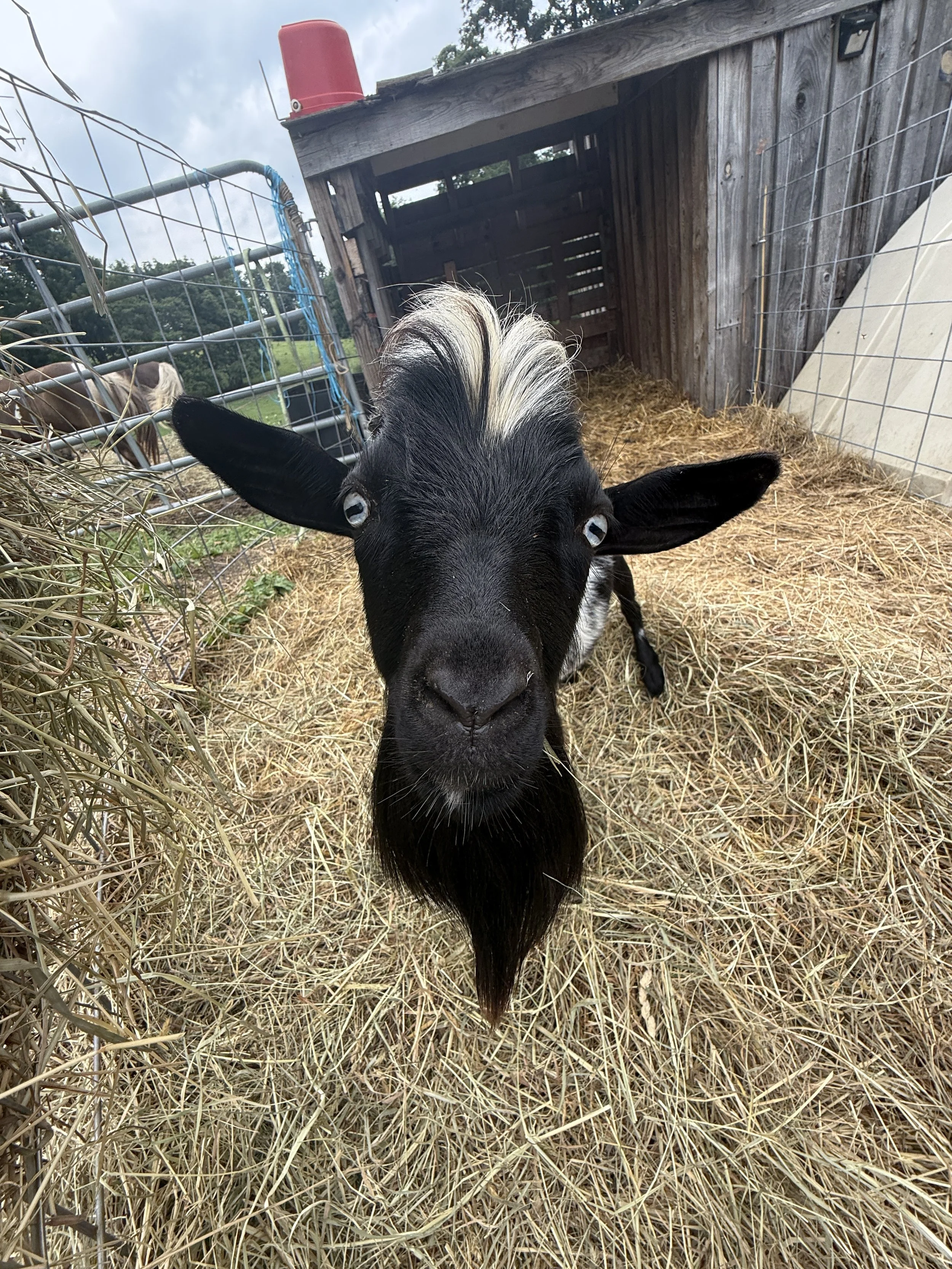 Young goat with black and white fur peeking into the camera with dry grass on the ground and a wooden shelter in the background.