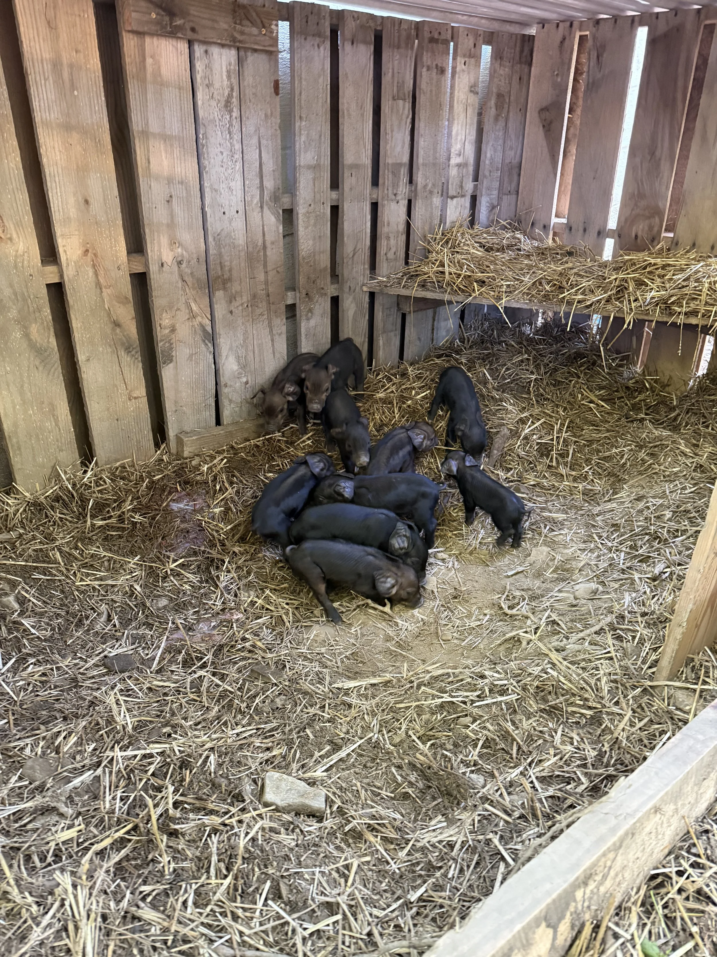 Several young black pigs in a wooden pigpen with straw bedding.