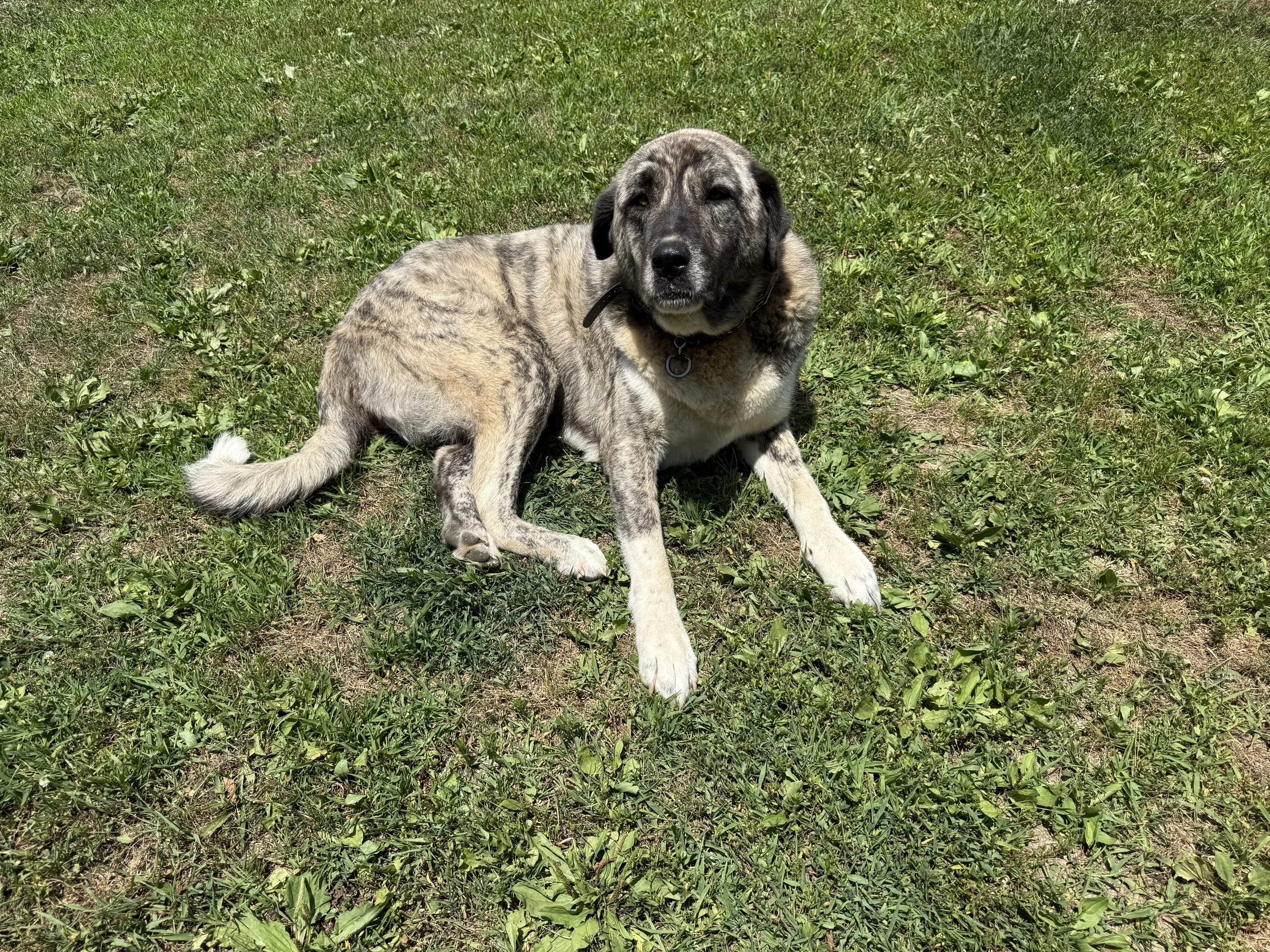 A dog with a brindle coat and black face sitting on grass.