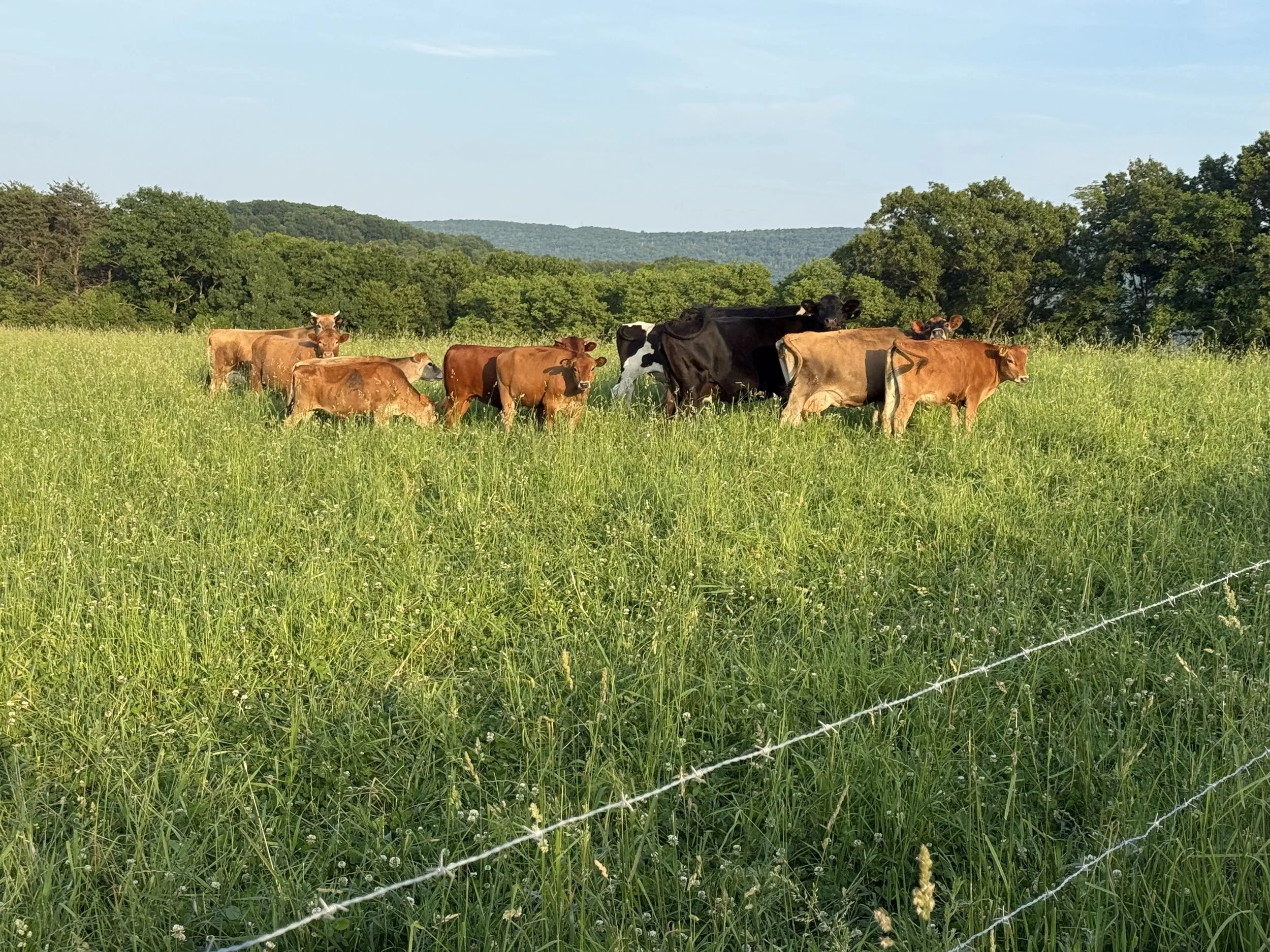 A group of cows grazing in a lush, green field with trees and hills in the background under a blue sky.