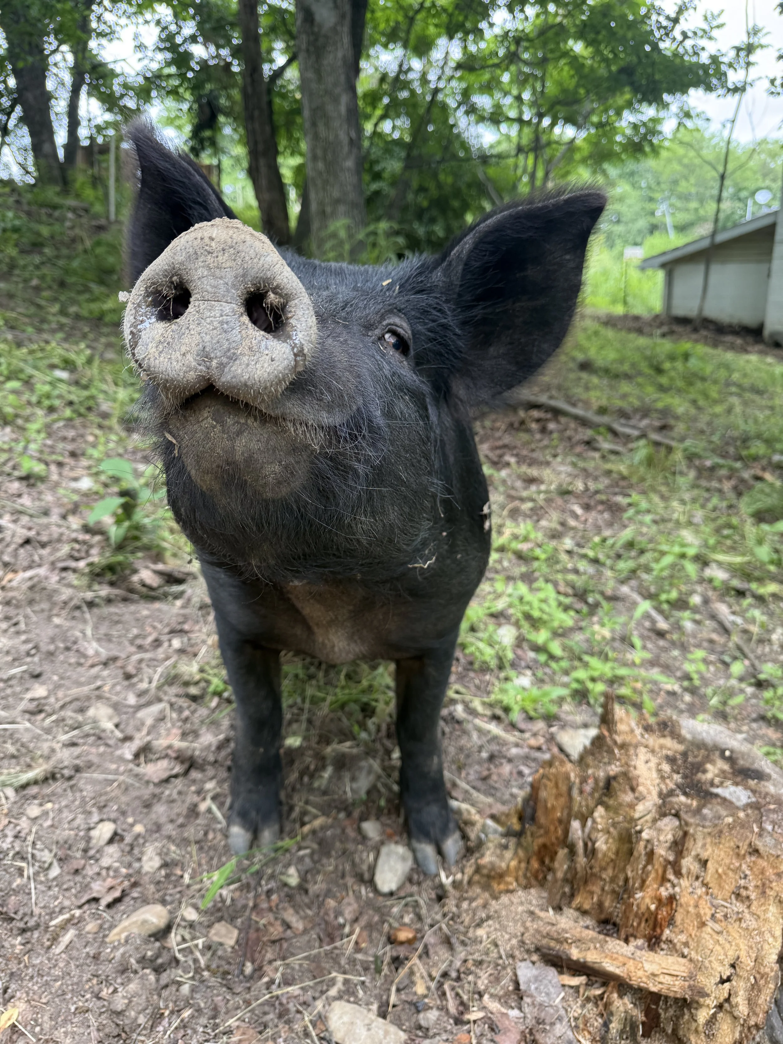 A close-up of a black pig's face in a wooded outdoor setting with trees and a building in the background.