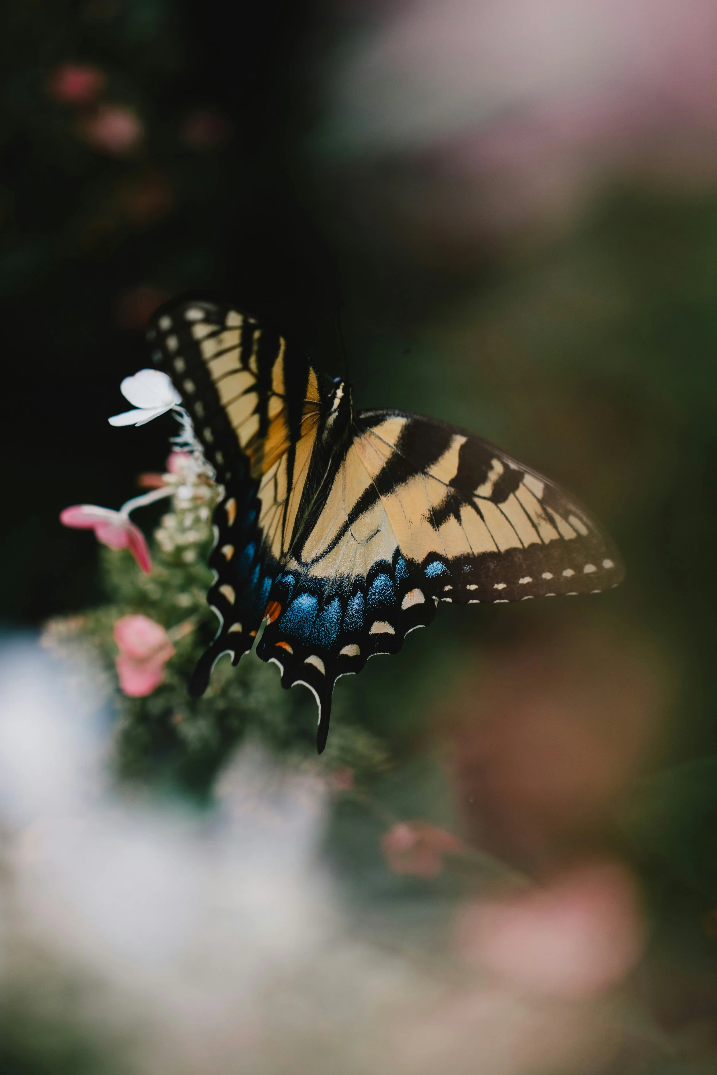 Butterfly: Elevating the Standard of Indoor Air Quality
