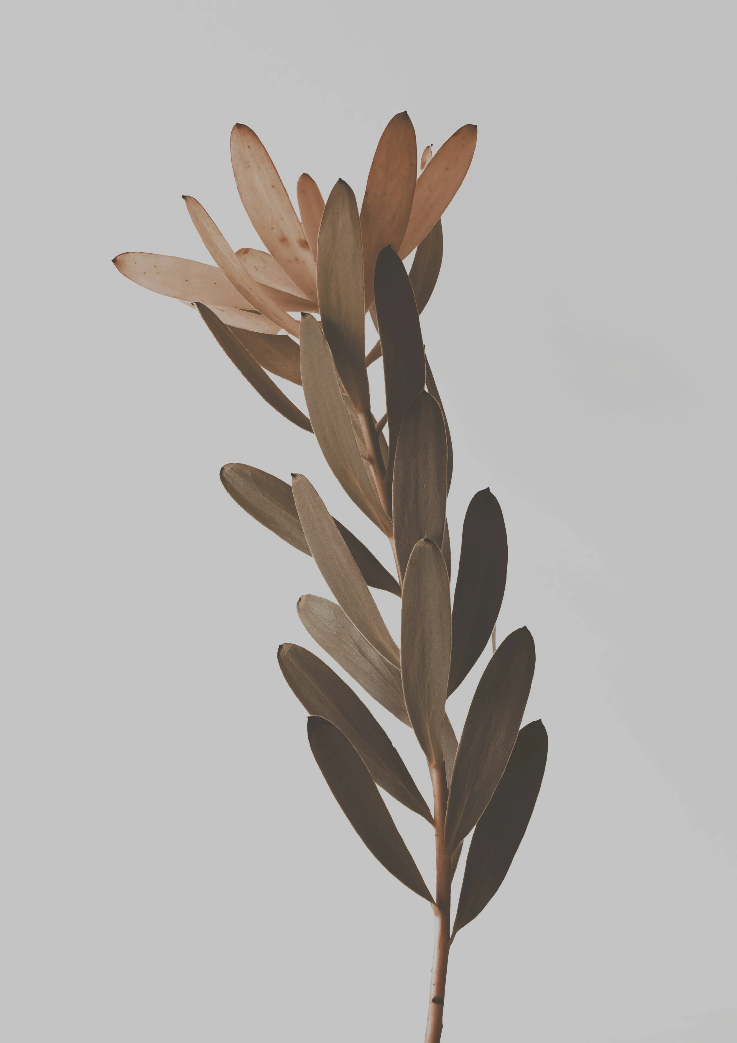A minimalist image of a dried plant or branch with elongated leaves against a plain light background.