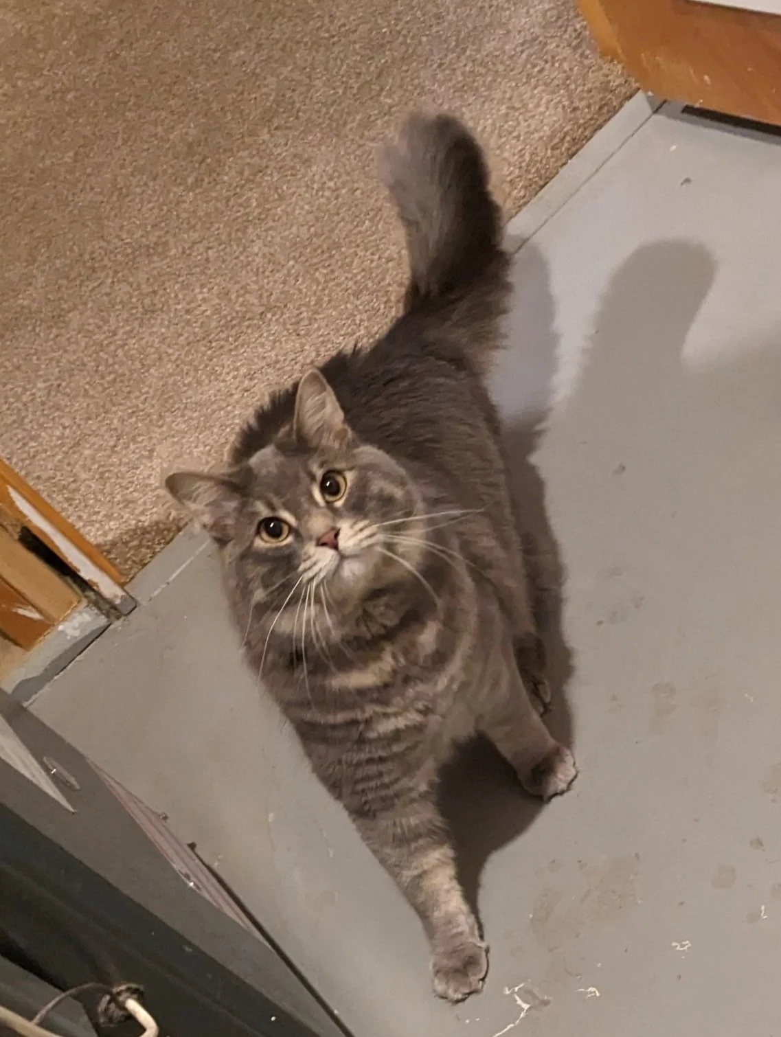 Gray tabby cat looking at the camera