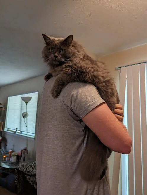 Mr pancakes on his humans shoulders