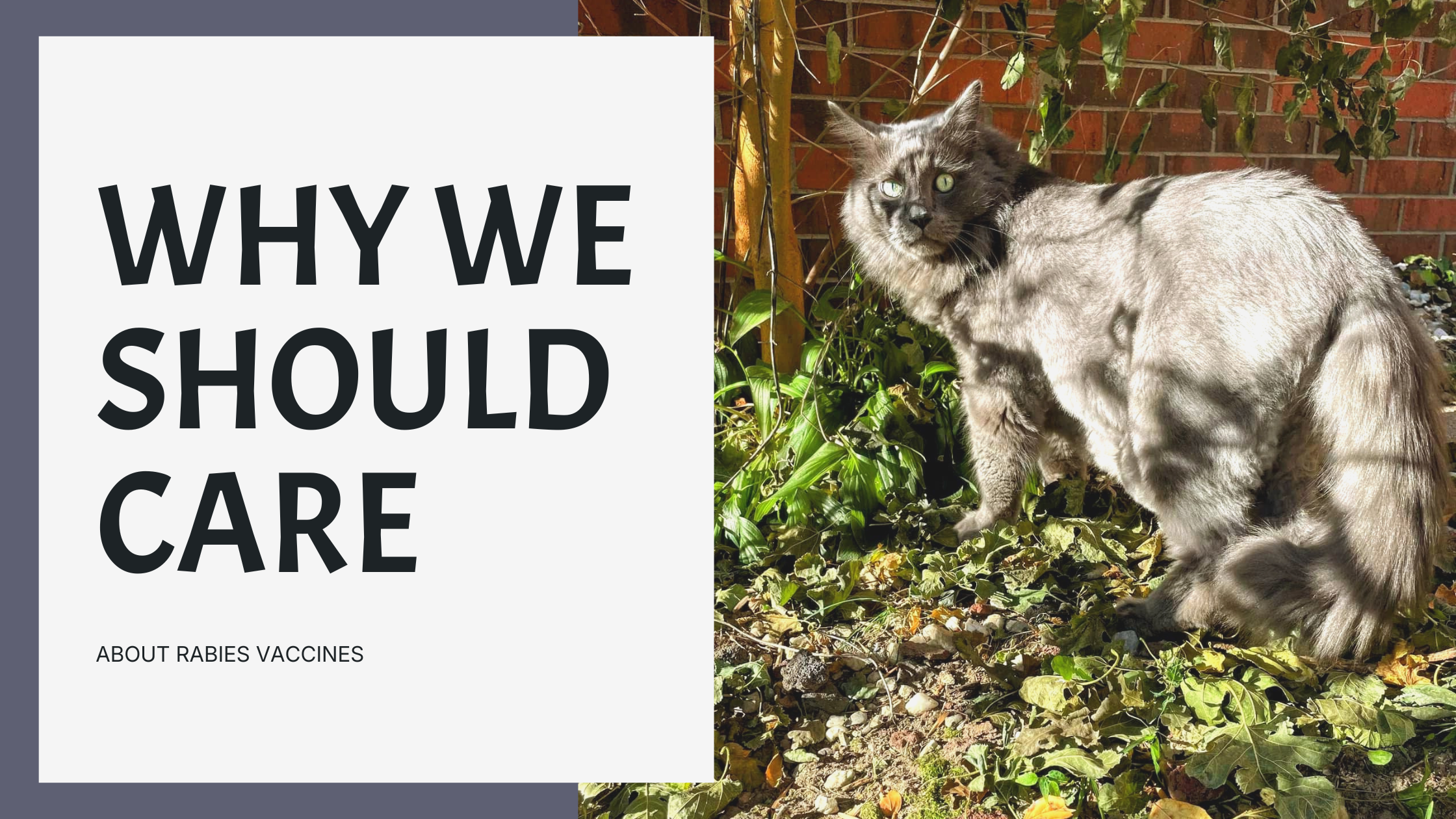 Why we should care about rabies