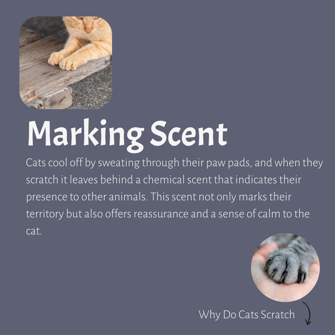 To mark their territory