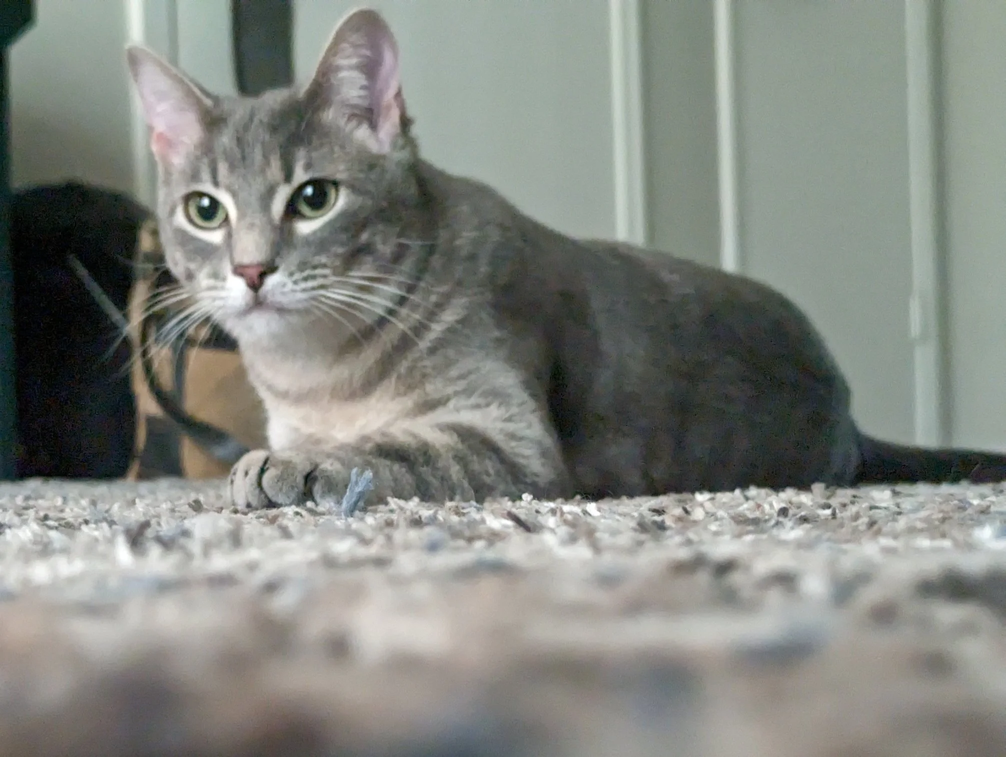 Monty the gray kitty