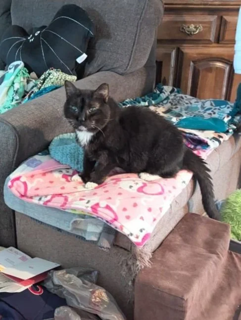 Ivy a black cat with white chest