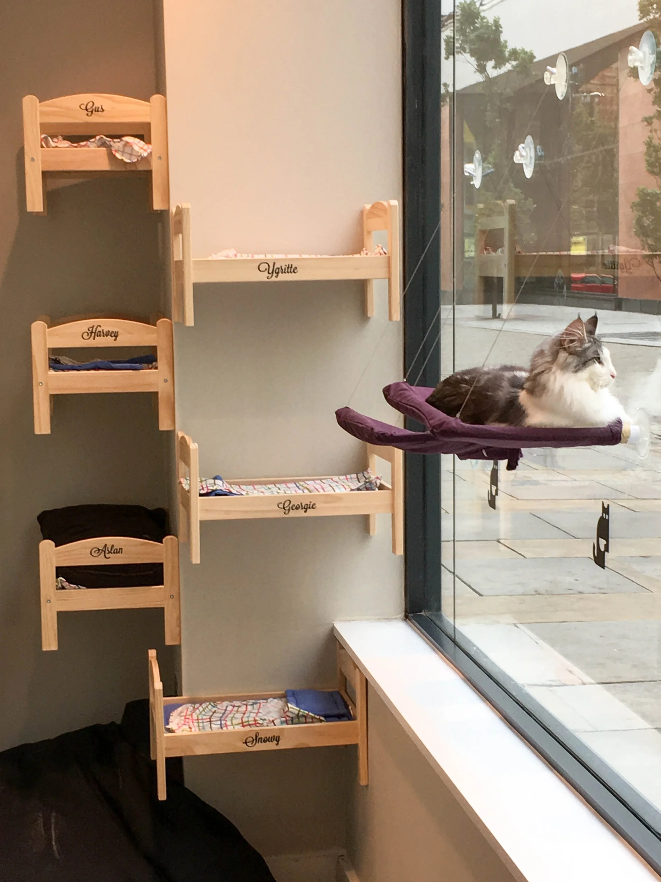 cat sitting in a window perch