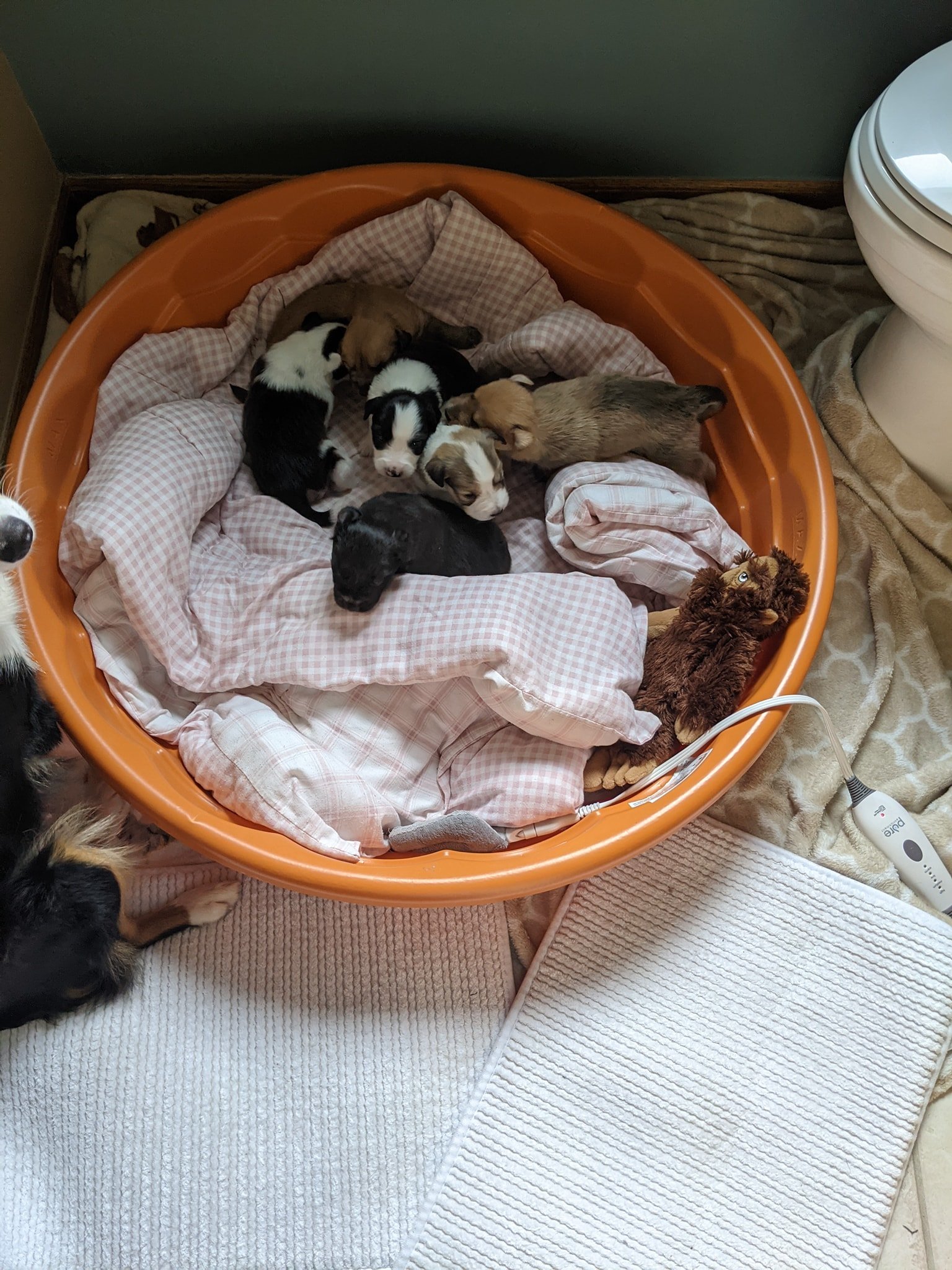 Ivy and pups