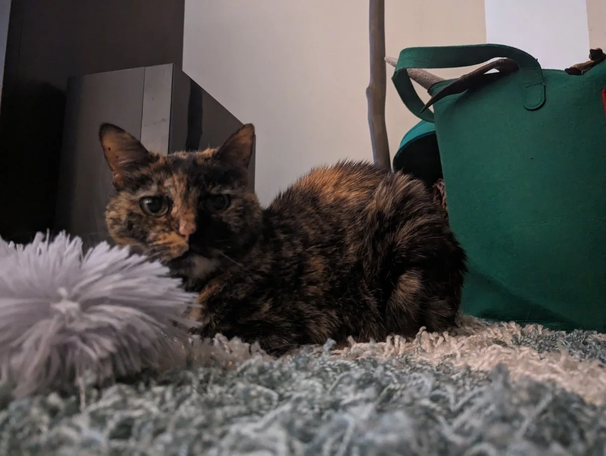 Bella a tortishell cat