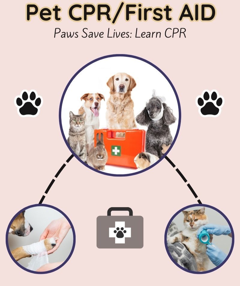 Pet First Aid Certification Pet Nation Omaha LLC Pet Care Pet first aid certification pet nation omaha llc pet care