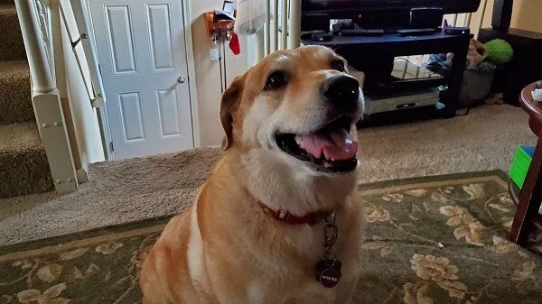 A smiling golden hound mix dog looking at the camera