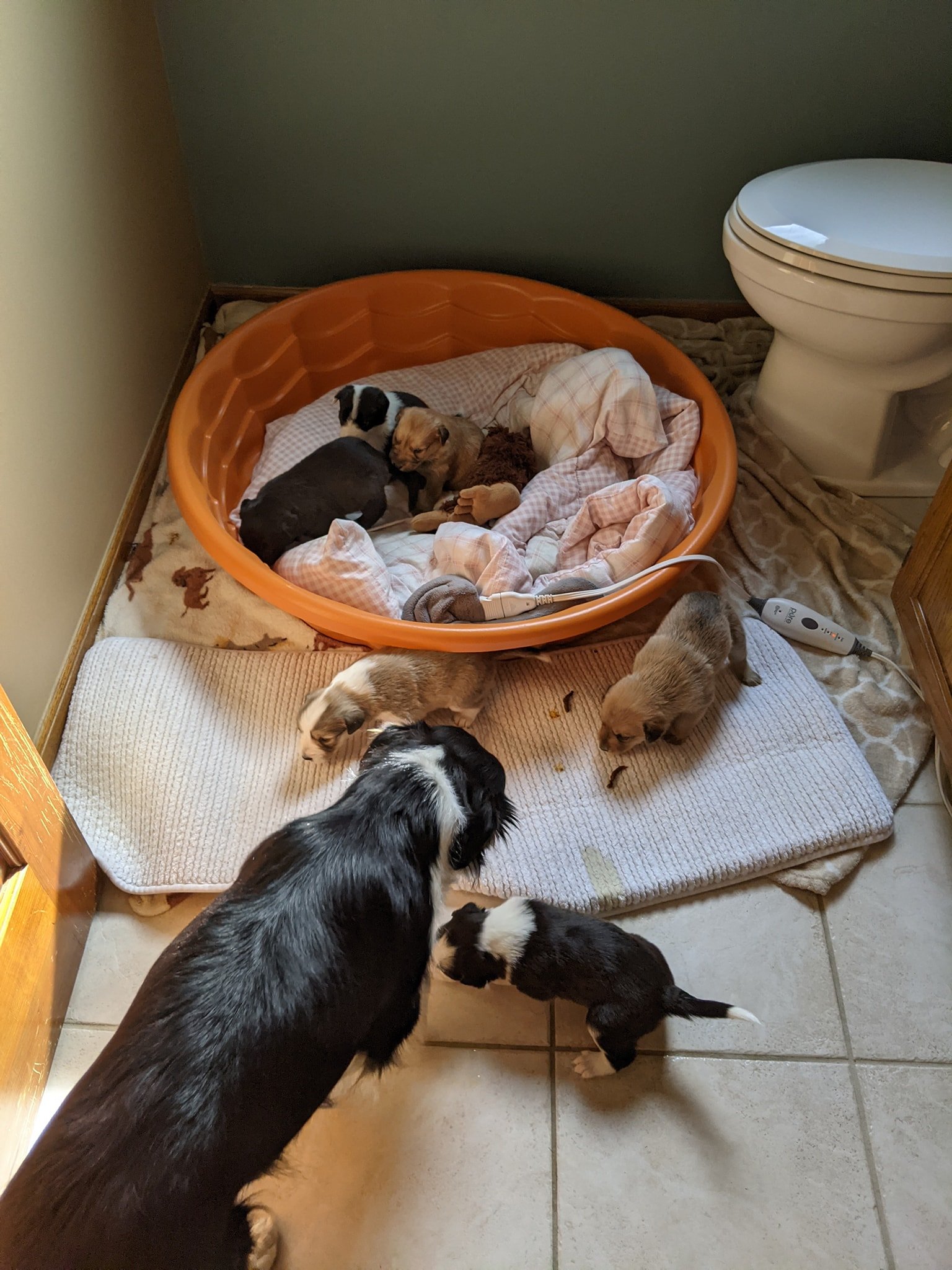 puppy.jpeg