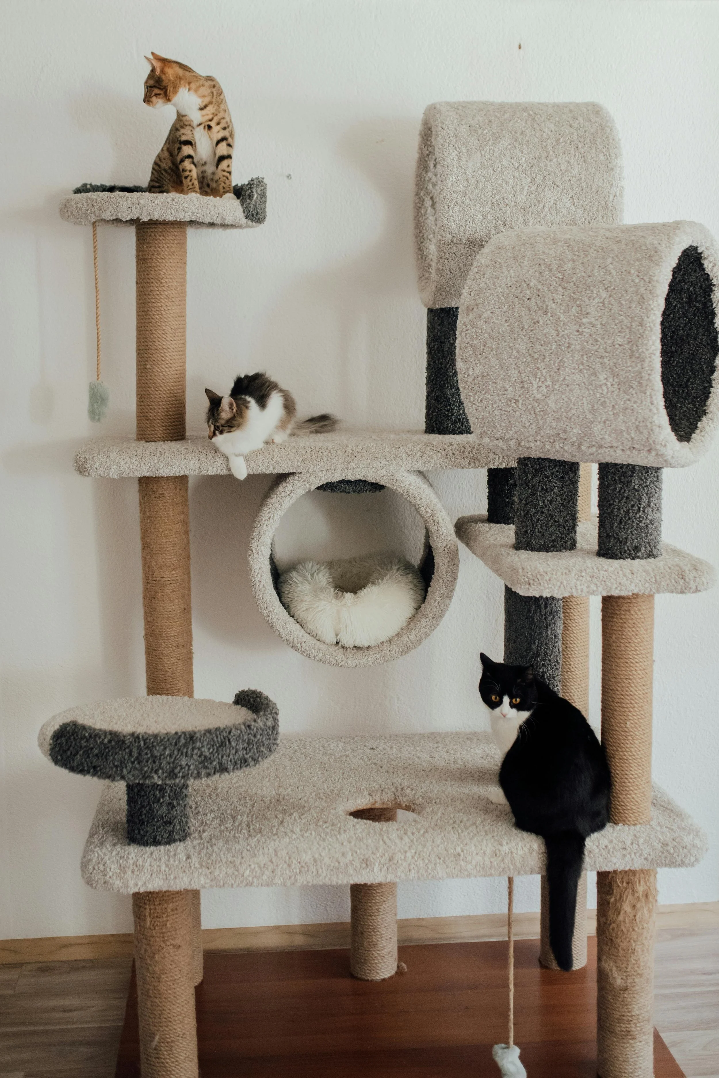 Cats on a cat tree