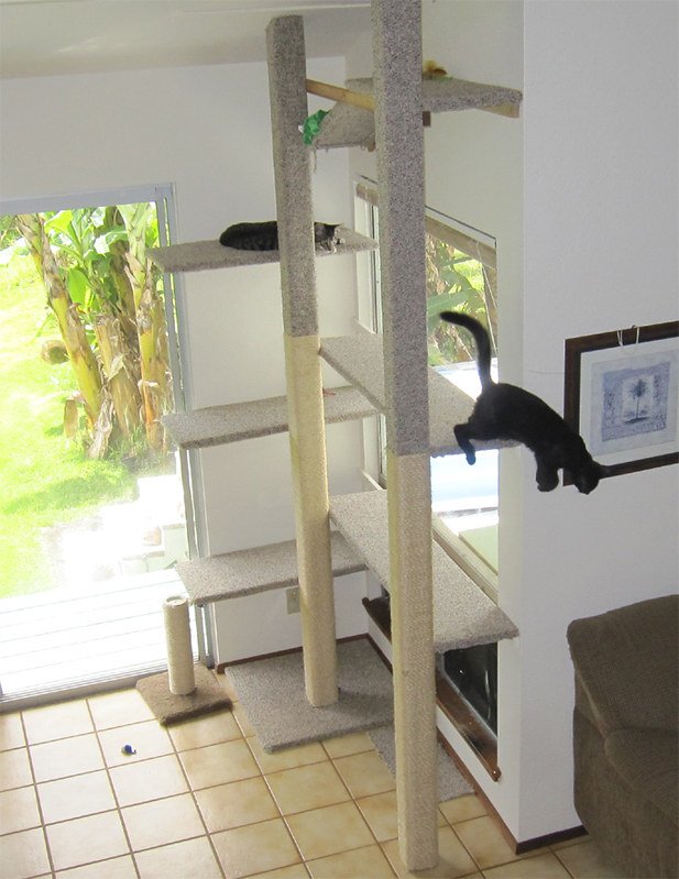 cat jumping from a high cat tree