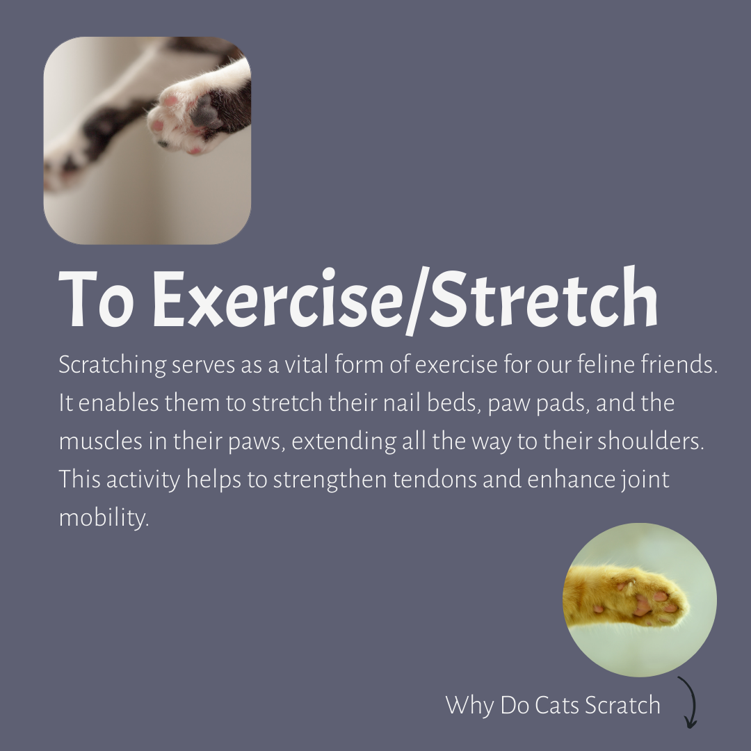 To exercise and stretch muscles