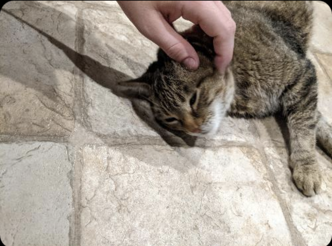 A tabby gray kitty resting on her side enjoying pets