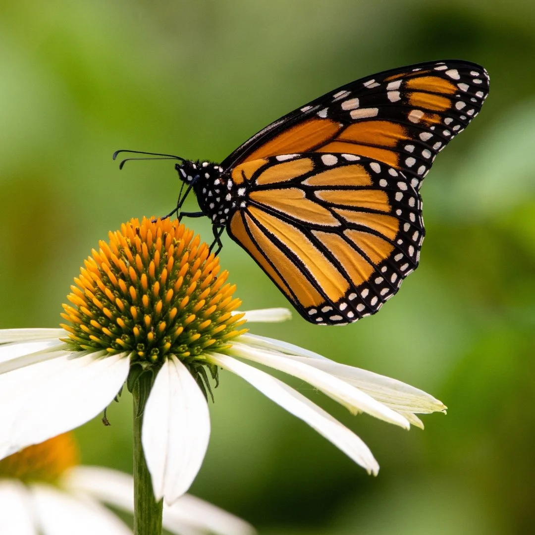 Thrift Shop Grantee Partner Nature Land Environmental Conservation