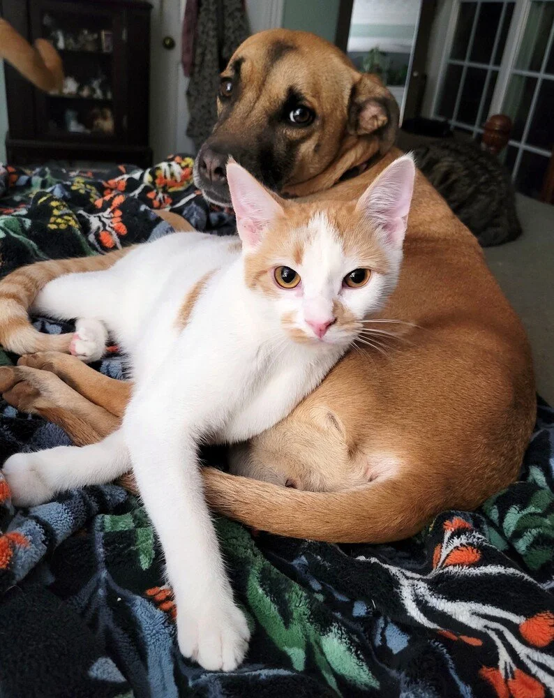 Thrift Shop Grantee Partner Animal Foster Adoption Rescues