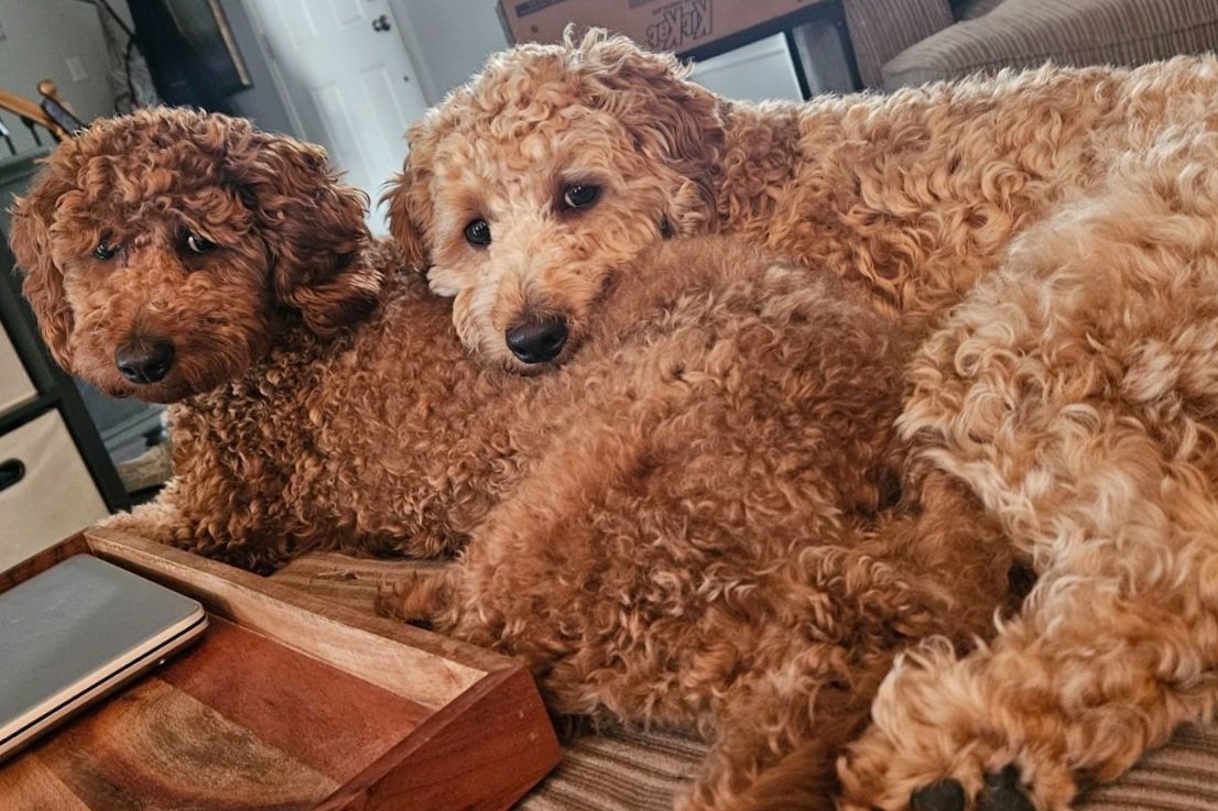 Help York Day Early Learning Welcome Therapy Dogs! 