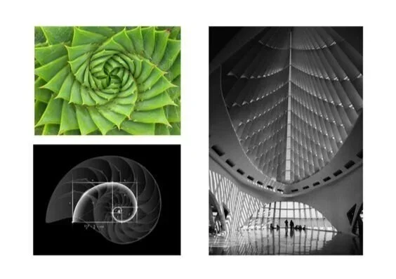 Biophilic design and sustainable brands