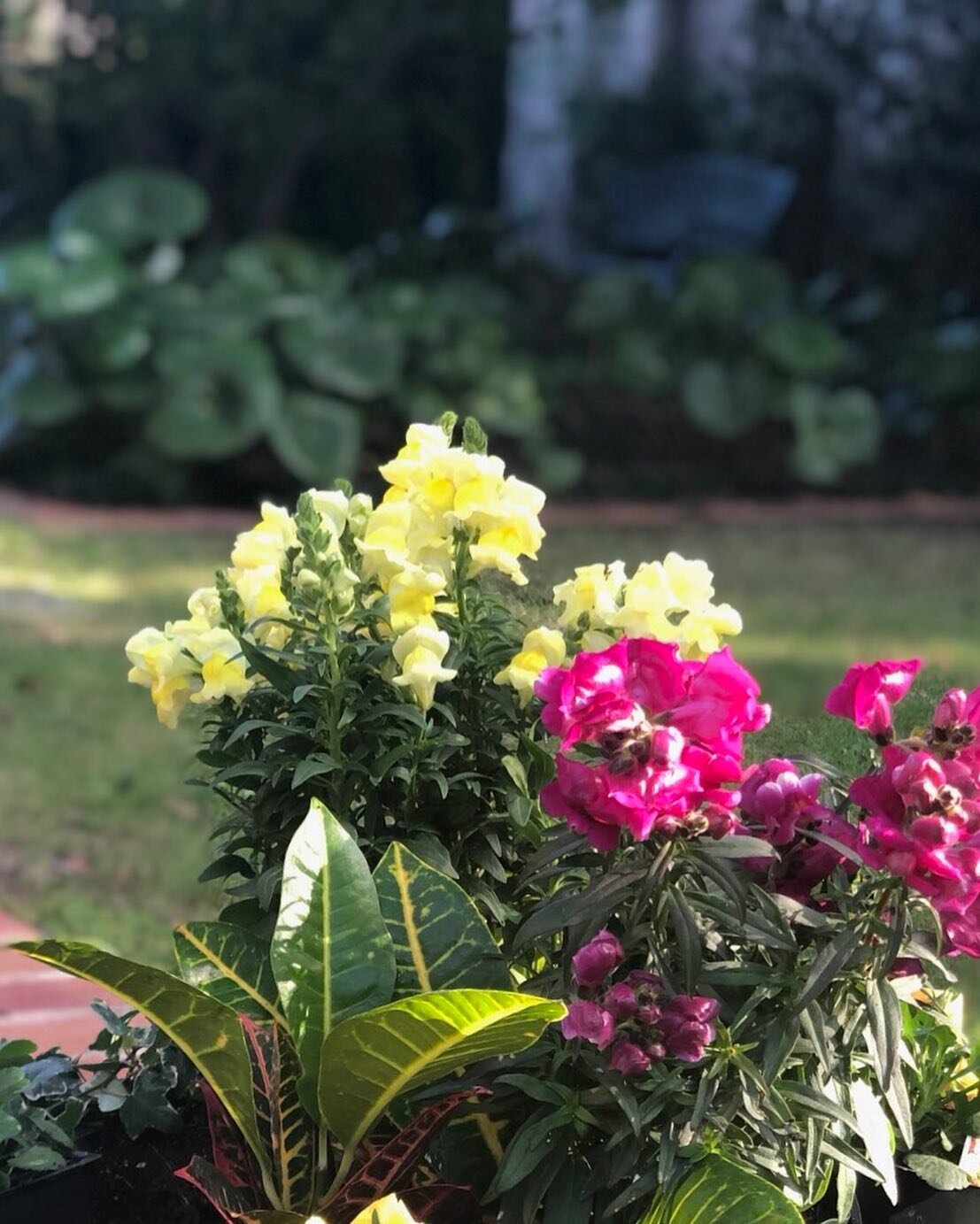 Look out for snapdragons in bloom, bringing a fun pop of color to yards around Houston this fall and winter!

#Snapdragon #HAXEL #Haxellence #HoustonLandscaping #Houston #Landscaping