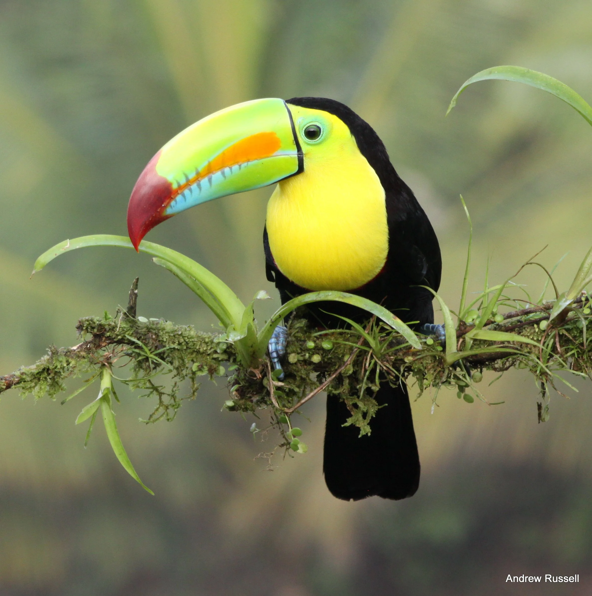 Casitas_Tenorio_Activities_Birding3.JPG
